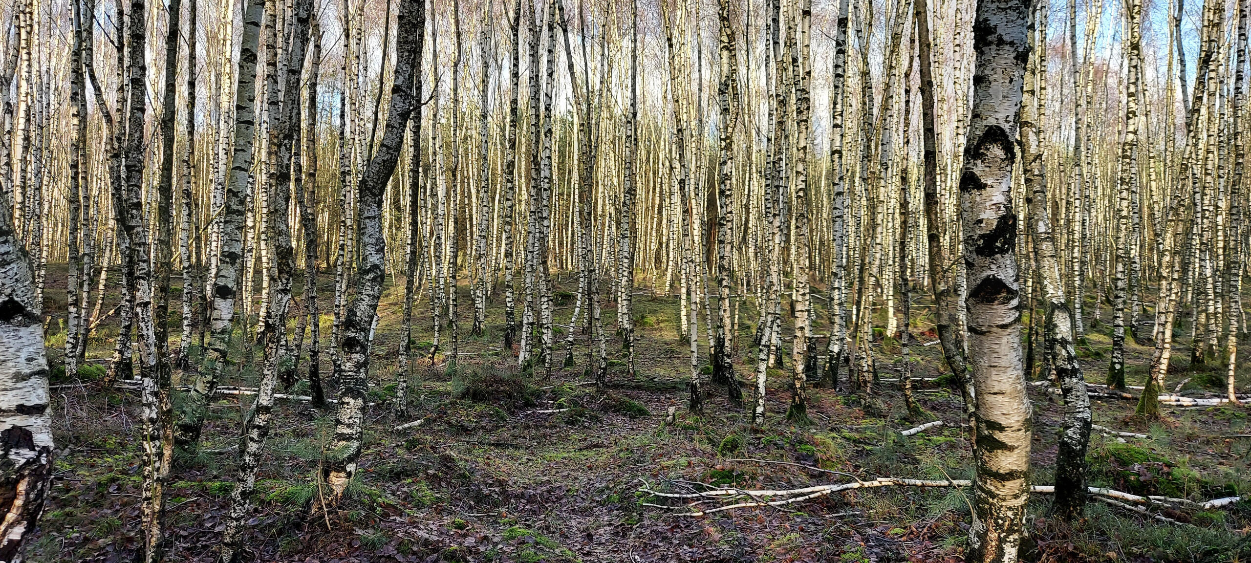 May the trees be with you!